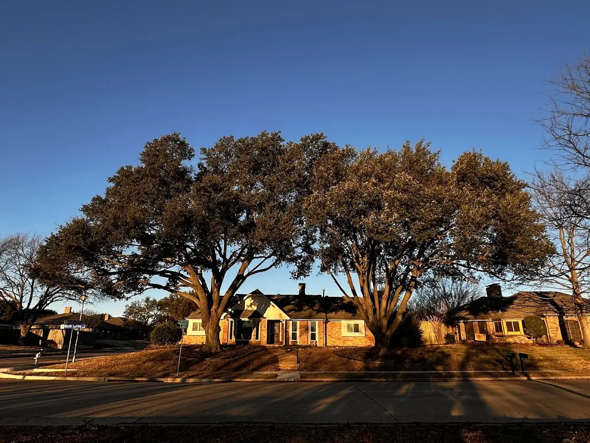 Established residential canopy tree shading a home in Sumerduck